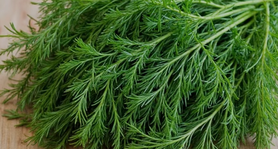 Dill Leaves Fresh